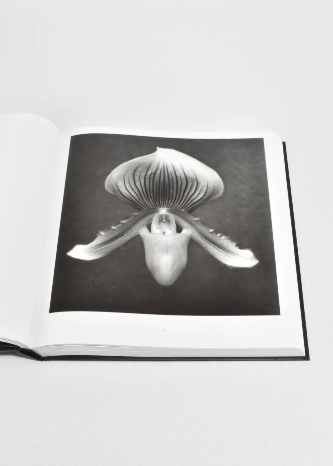 mapplethorpe-flora-JPNCVANM-1.webp Mapplethorpe Flora