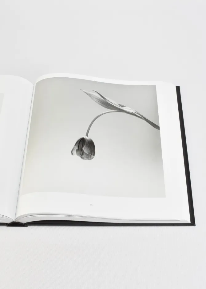 mapplethorpe-flora-JPNCVANM-4.webp Mapplethorpe Flora