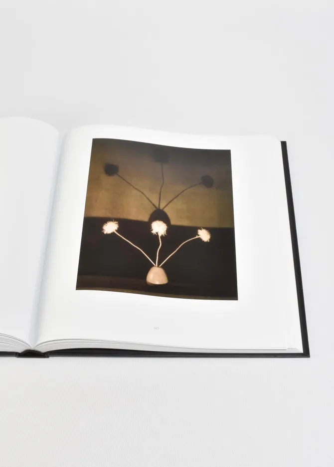 mapplethorpe-flora-JPNCVANM-5.webp Mapplethorpe Flora