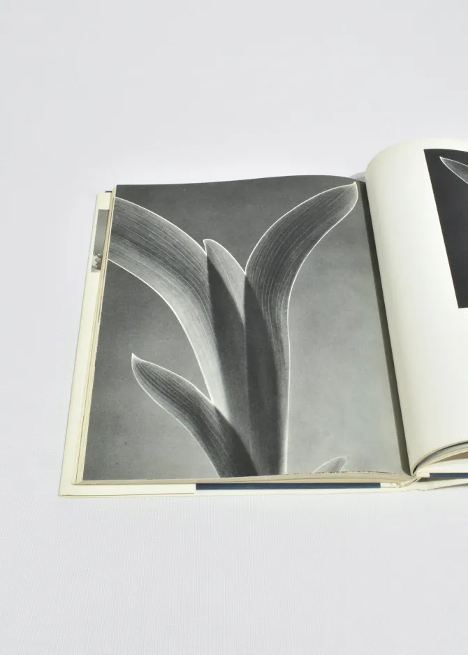 nature-as-designer-eYptqMRu-2.webp Nature as Designer