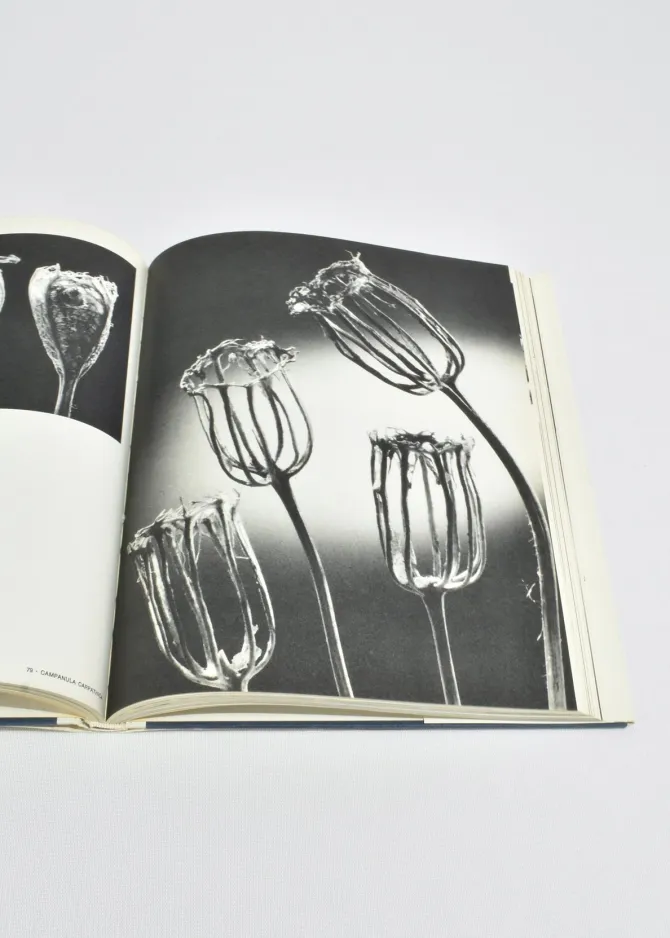 nature-as-designer-eYptqMRu-3.webp Nature as Designer