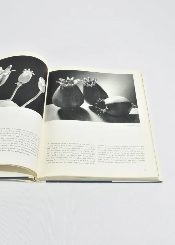 nature-as-designer-eYptqMRu-4.webp Nature as Designer