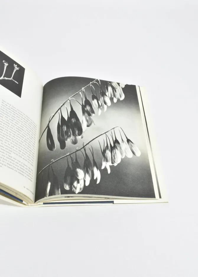 nature-as-designer-eYptqMRu-5.webp Nature as Designer