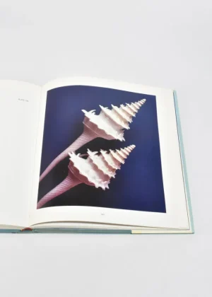 Shells: Jewels From the Sea