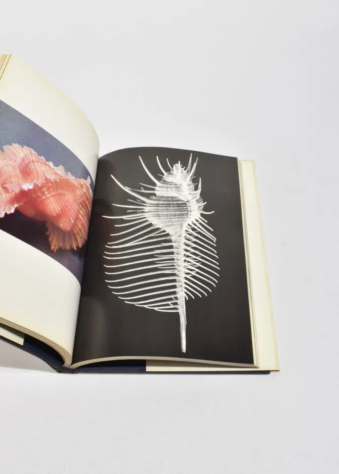 the-shell-HIhdUYmo-2.webp The Shell