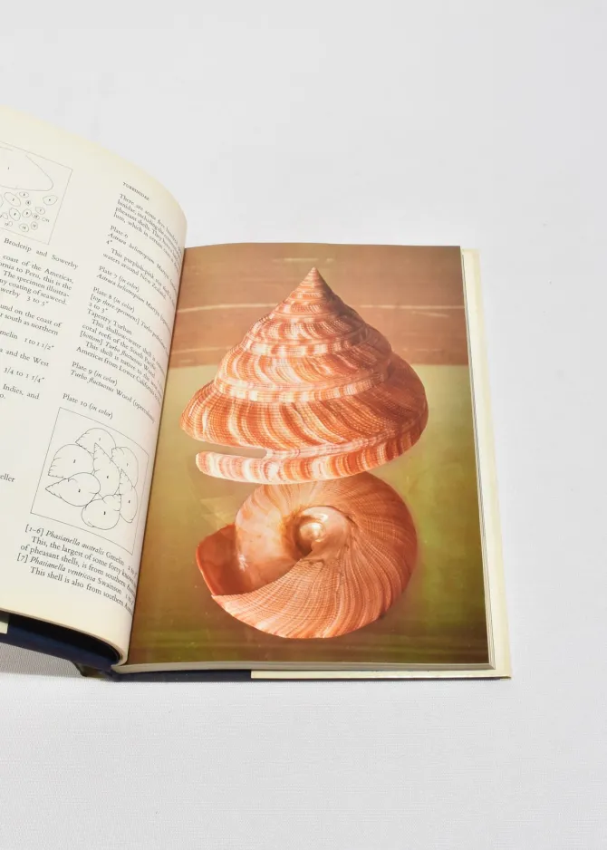 the-shell-HIhdUYmo-3.webp The Shell