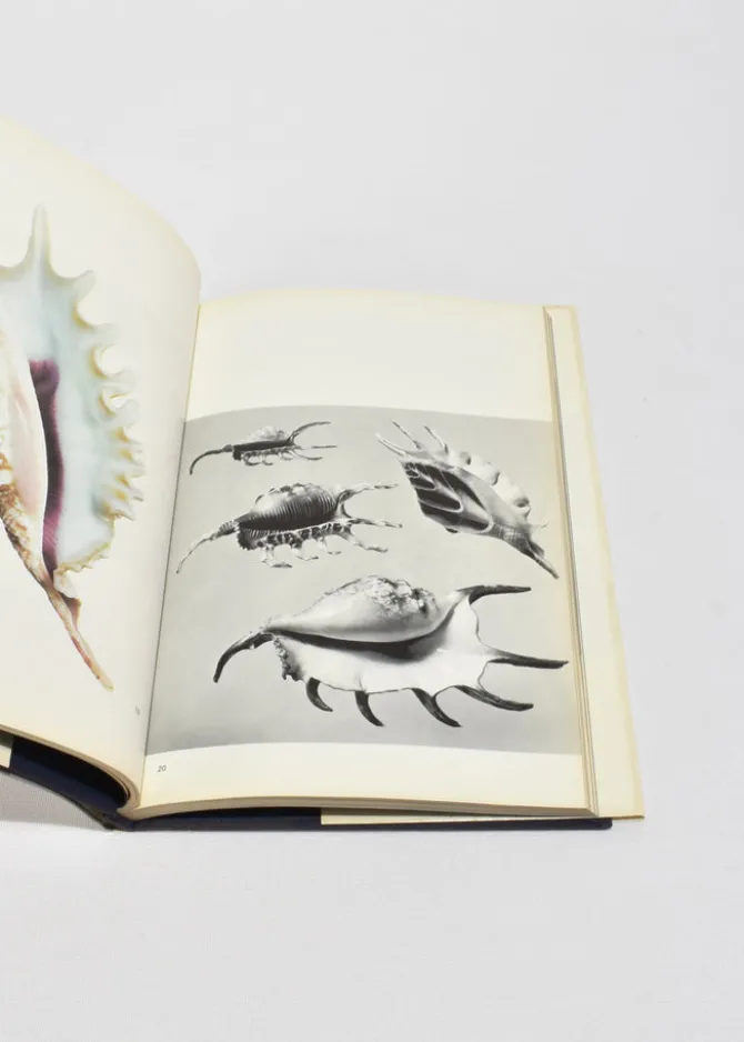 the-shell-HIhdUYmo-4.webp The Shell